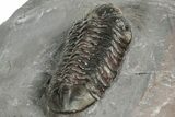Cute Austerops Trilobite - Jorf, Morocco #328580-3